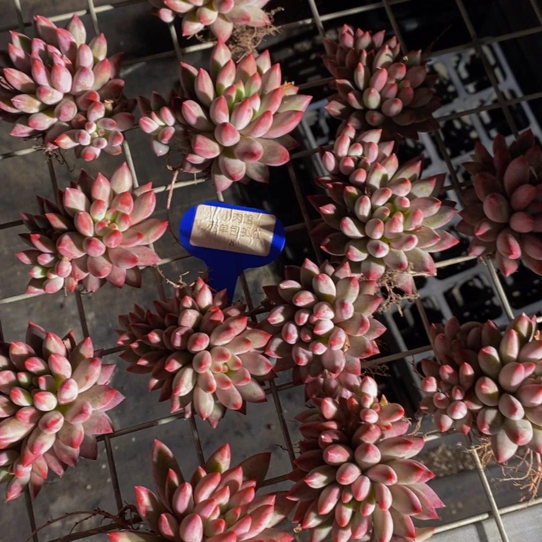 8-开播福利流沙体虞美人双头一个