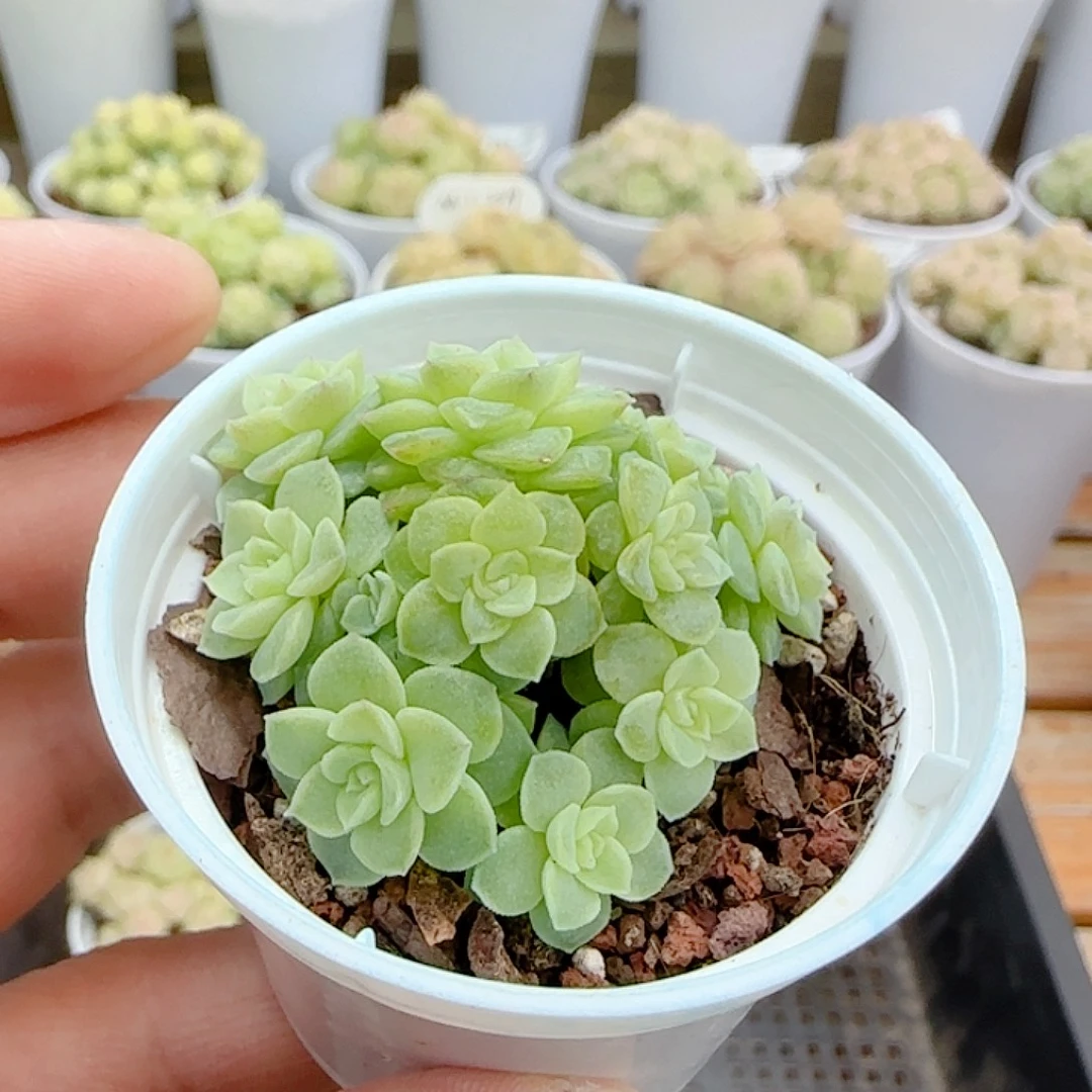 1109-182花朵优选麦杆