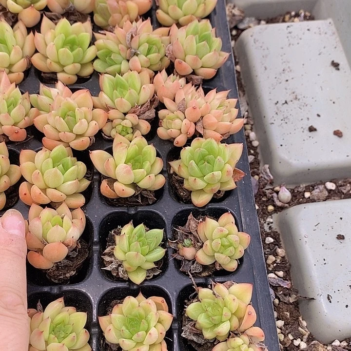 216 多肉植物盆栽花卉