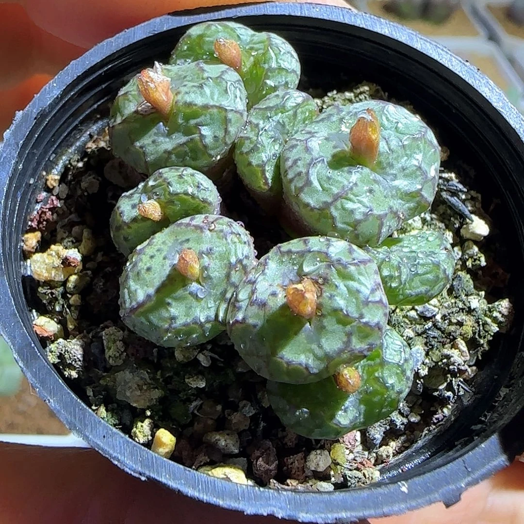 特漂亮缺水特价。    53352