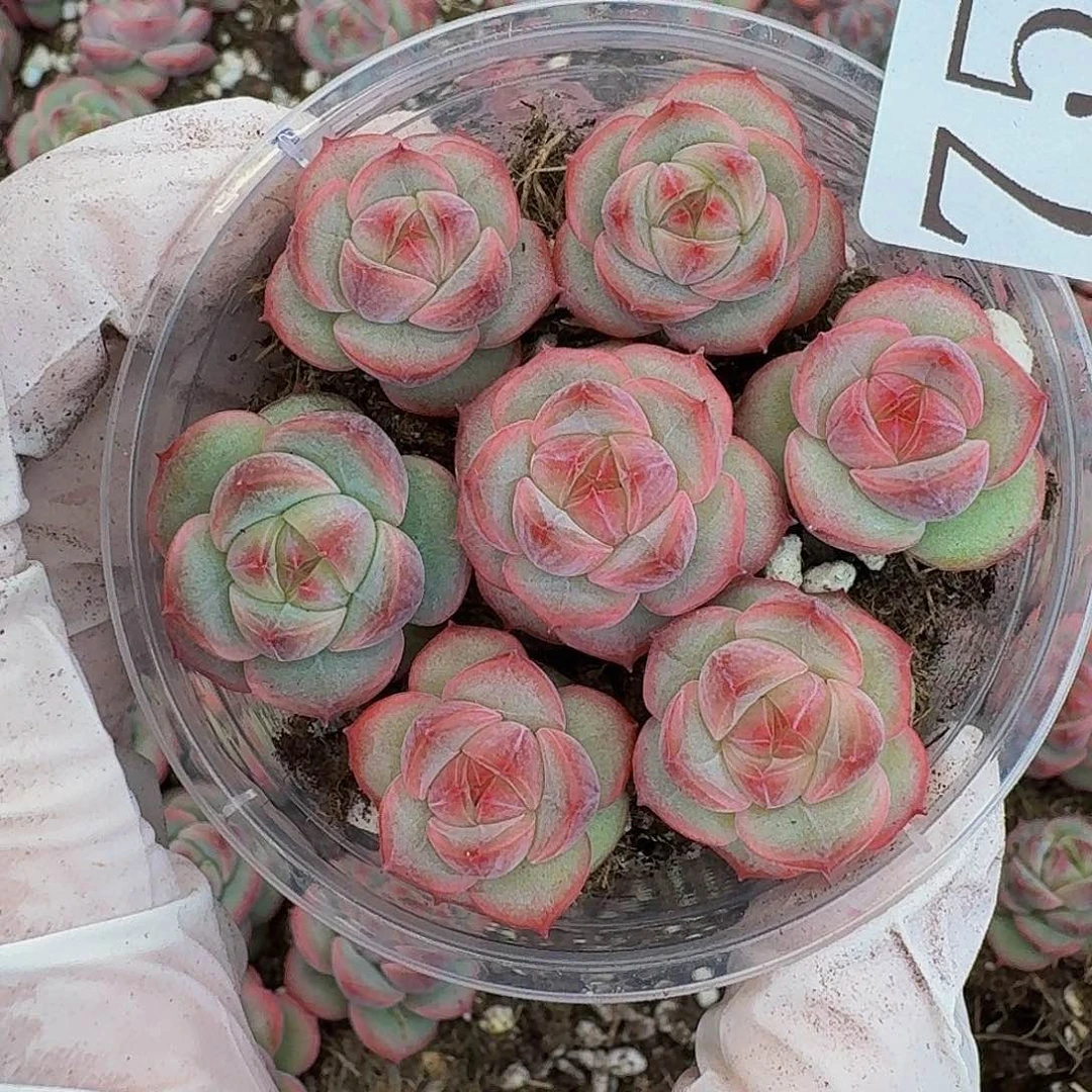 多肉植物多肉植物758