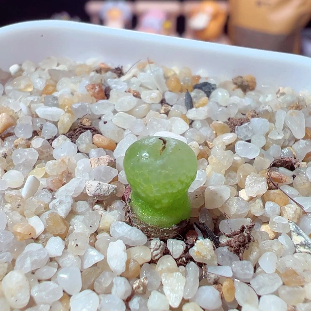 1130-109多肉多日小葫芦