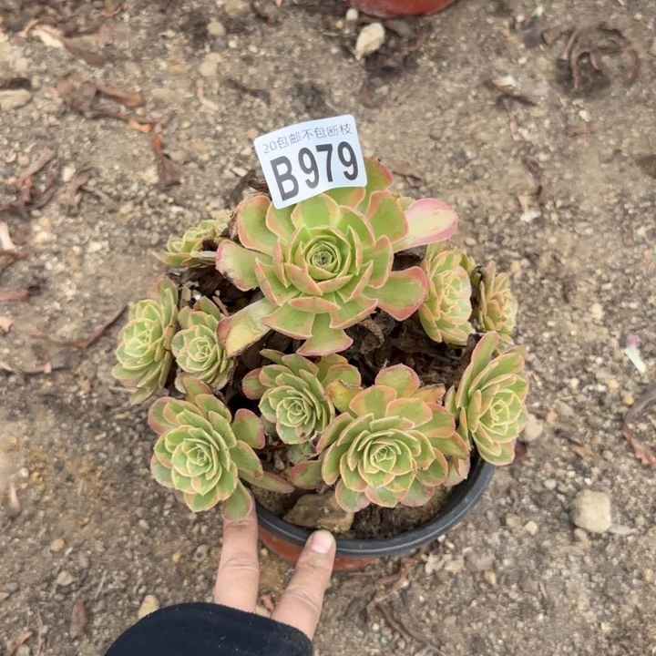 春***晓火狐……多肉植物……
