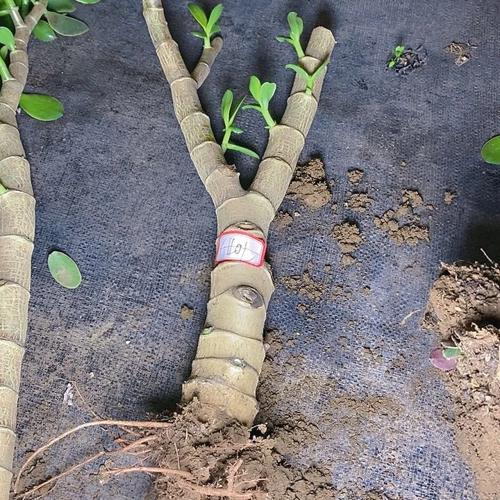 401新花月锦打顶一物一拍