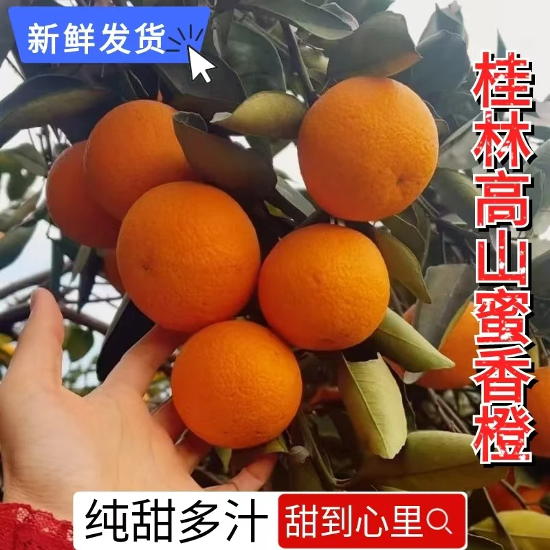 正宗广西桂林蜜香橙纯甜无酸当季新鲜现摘现发水果 橙香浓郁纯甜