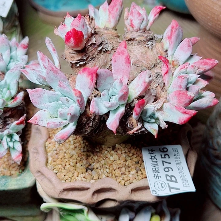 9756刘丹苹果叶仙女杯多肉