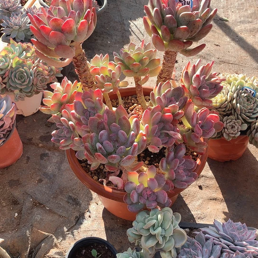 574灰姑娘 一物一拍多肉