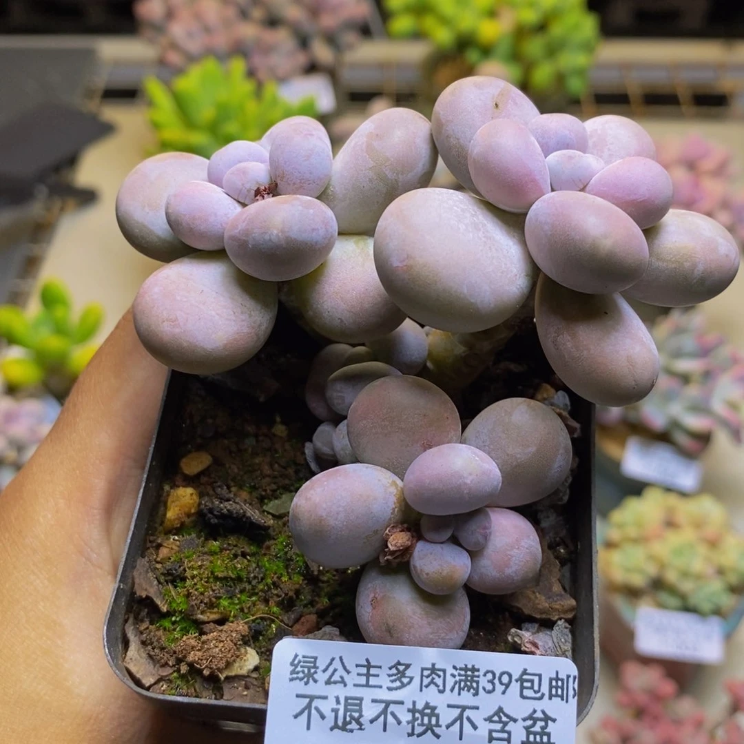 197芭比奶多肉7cm