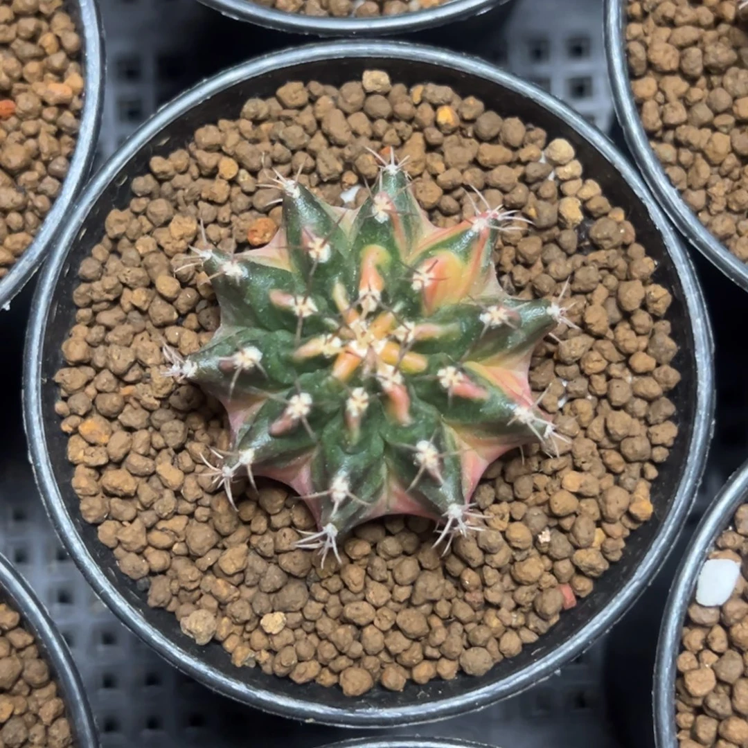 名品实生侧芽带盆土发货10