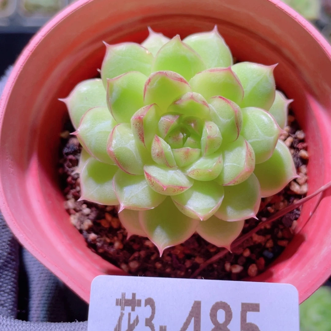 花利美3- 485女王