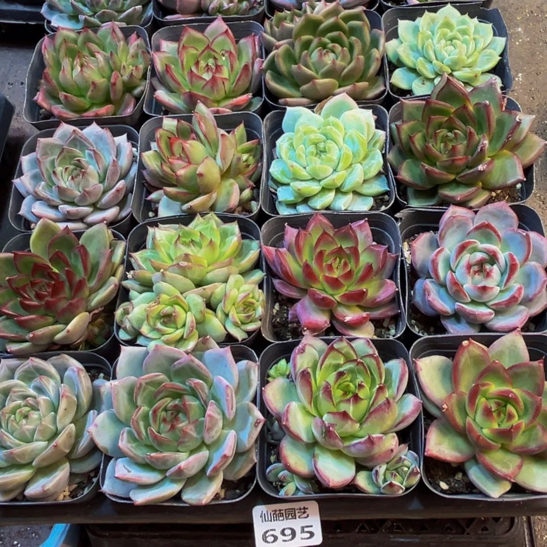 讨***菜695多肉植物和植物在这里