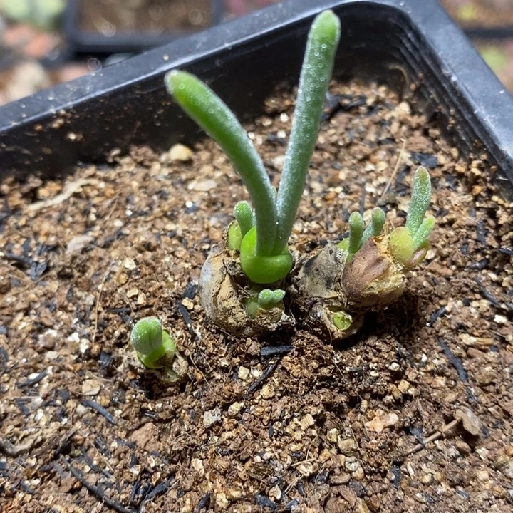 可爱兔子9头特价秒