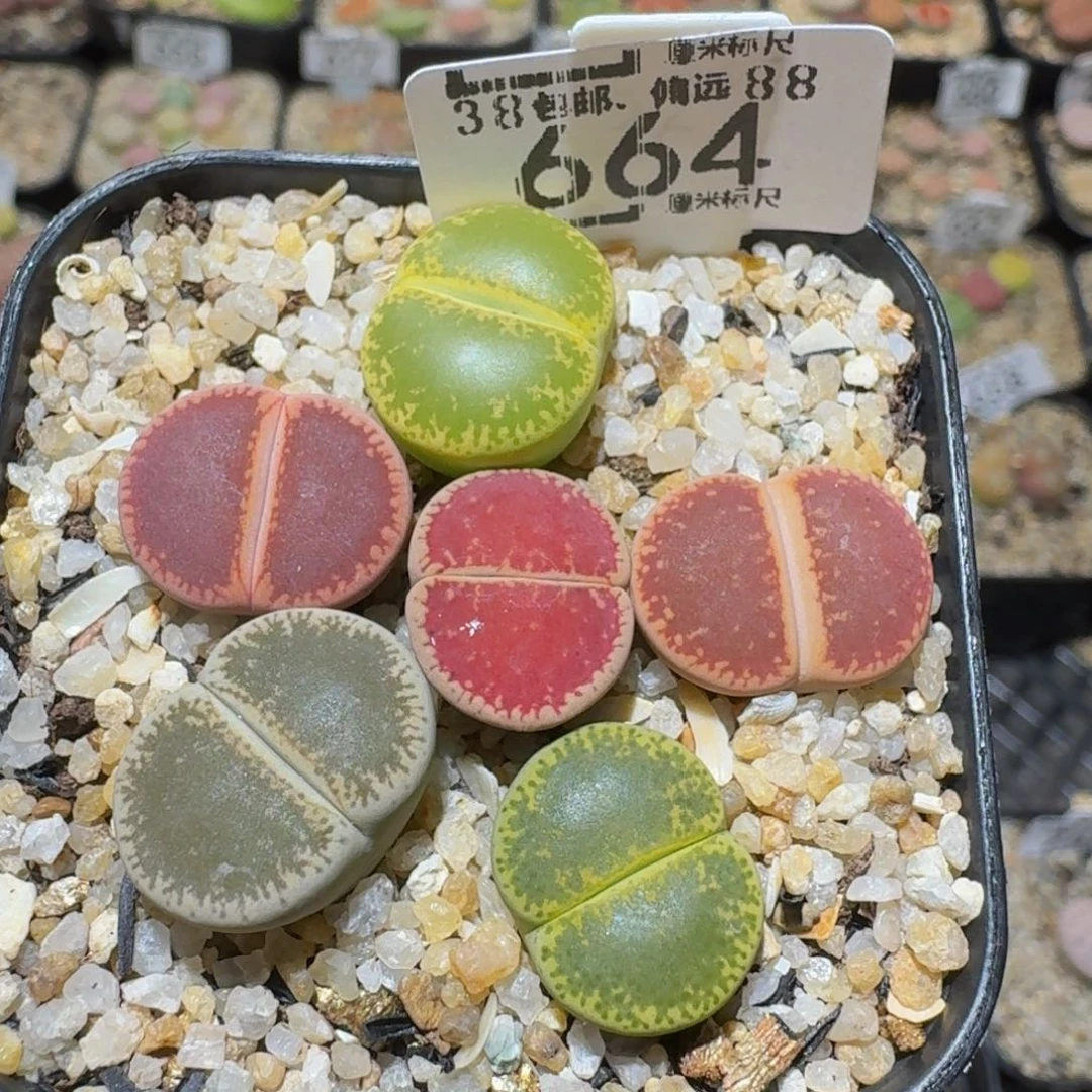 Ssss精品生石花664