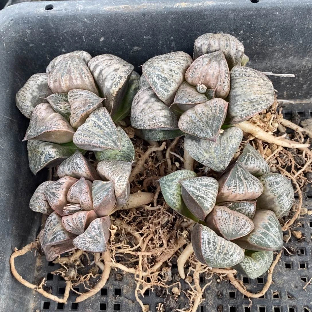 1142 一颗倔川no1蟹。超级618福利