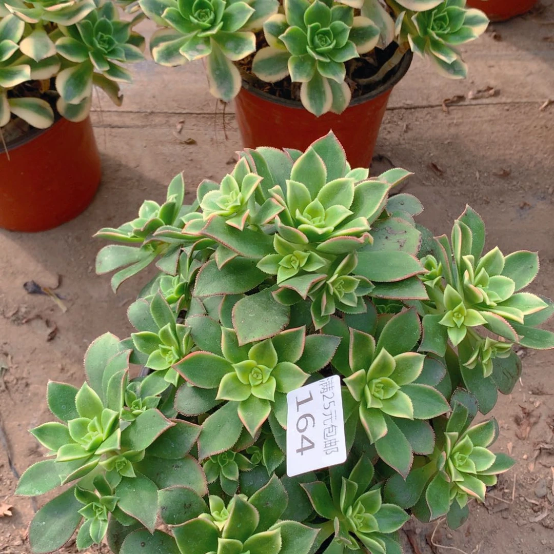 164艳日辉老桩多肉