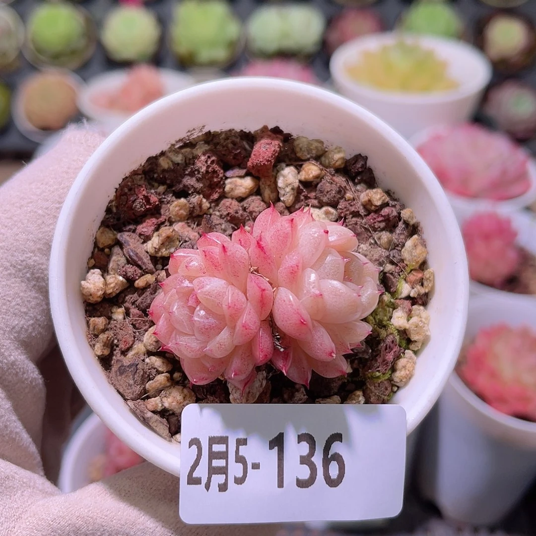 花利美5-136麦秆双头