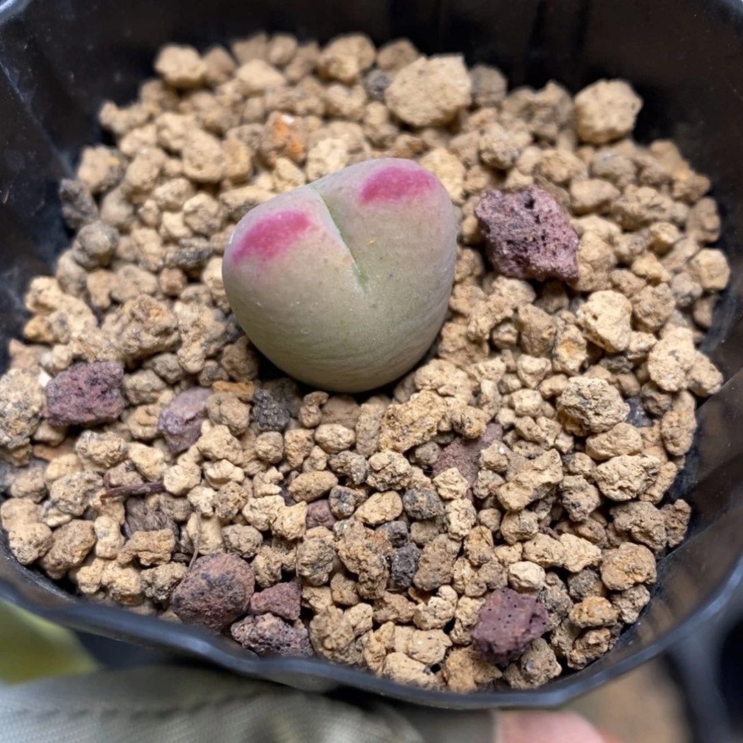 多肉植物肉锥杂交K-3632