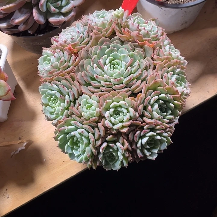 緣****00000000000000002084