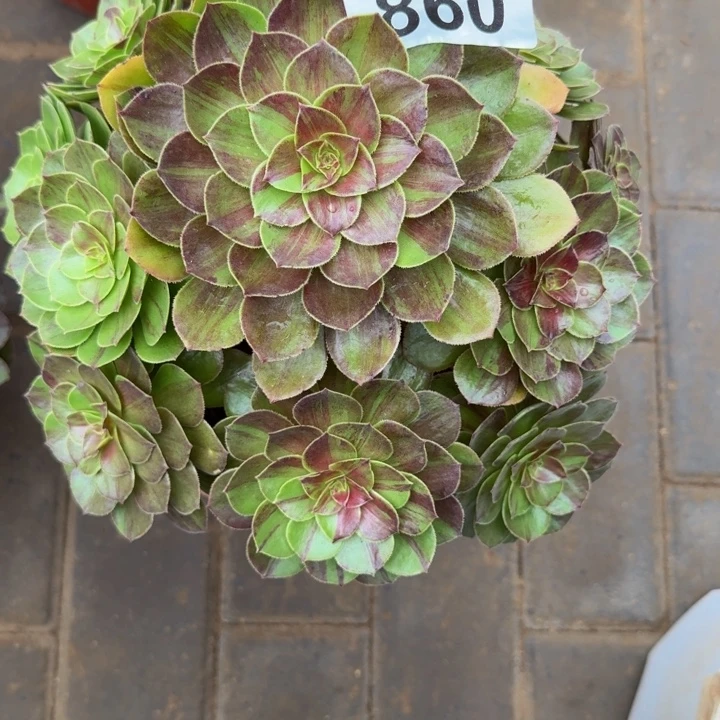 曦***燕花月夜福利860老桩肉肉