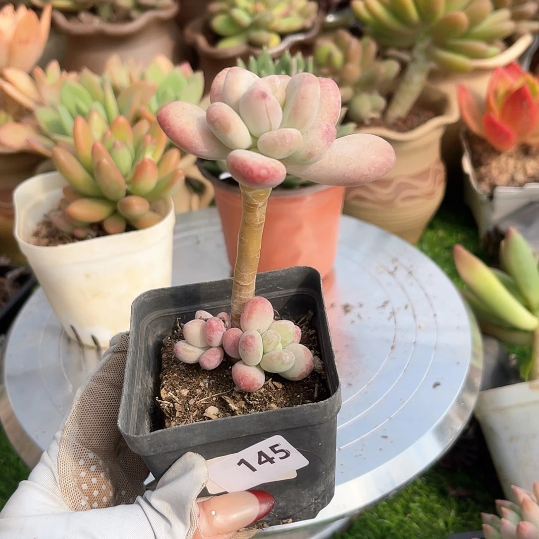 苹果奶杂 。 145。  11111111