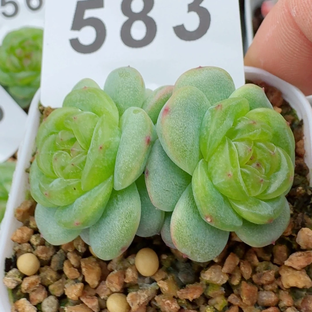 透体珍妮            精美多肉植物
