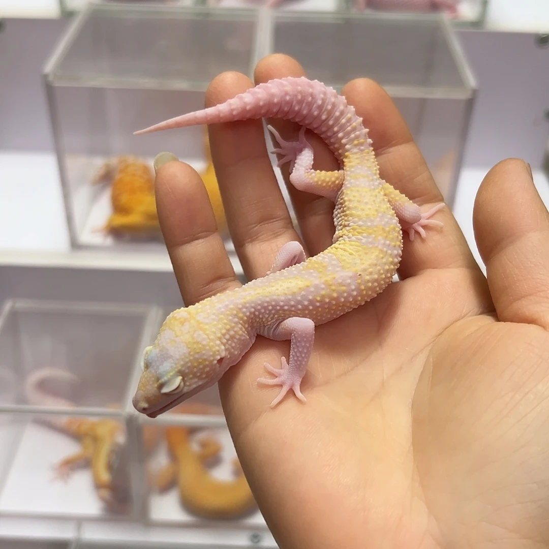 豹纹守宫豹纹守宫