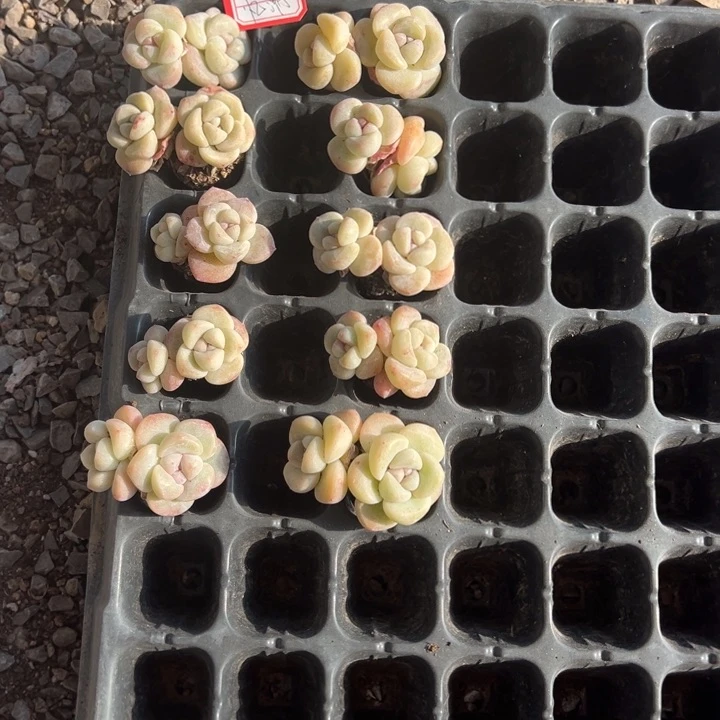 忆一物一拍专拍的