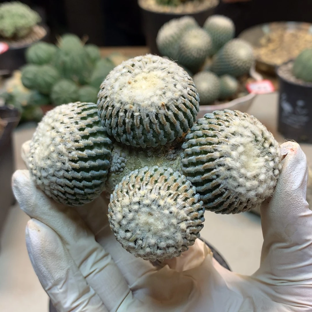 31号 自根 金巧殿 群