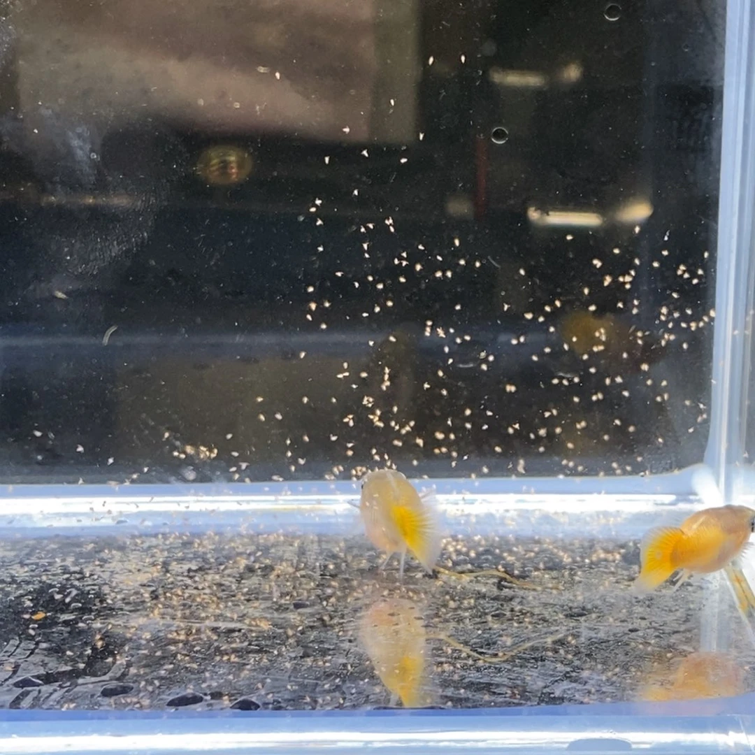 孔雀鱼重金属柠檬球玻璃猫一对