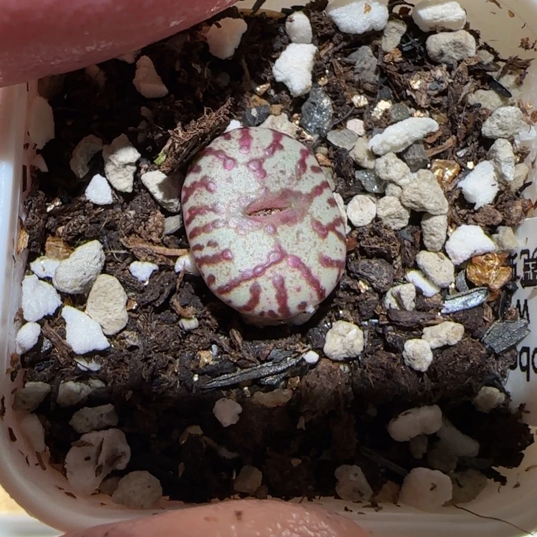 薅*子肉锥多肉植物百科-1494