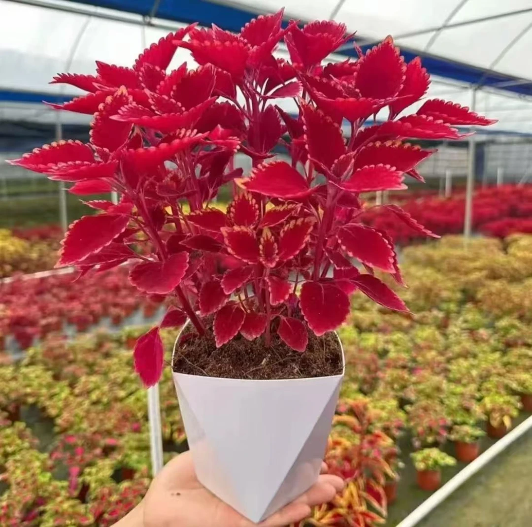 【金边彩叶草】四季长红阳台庭院彩色斑斓耐寒耐热盆栽绿植送花盆