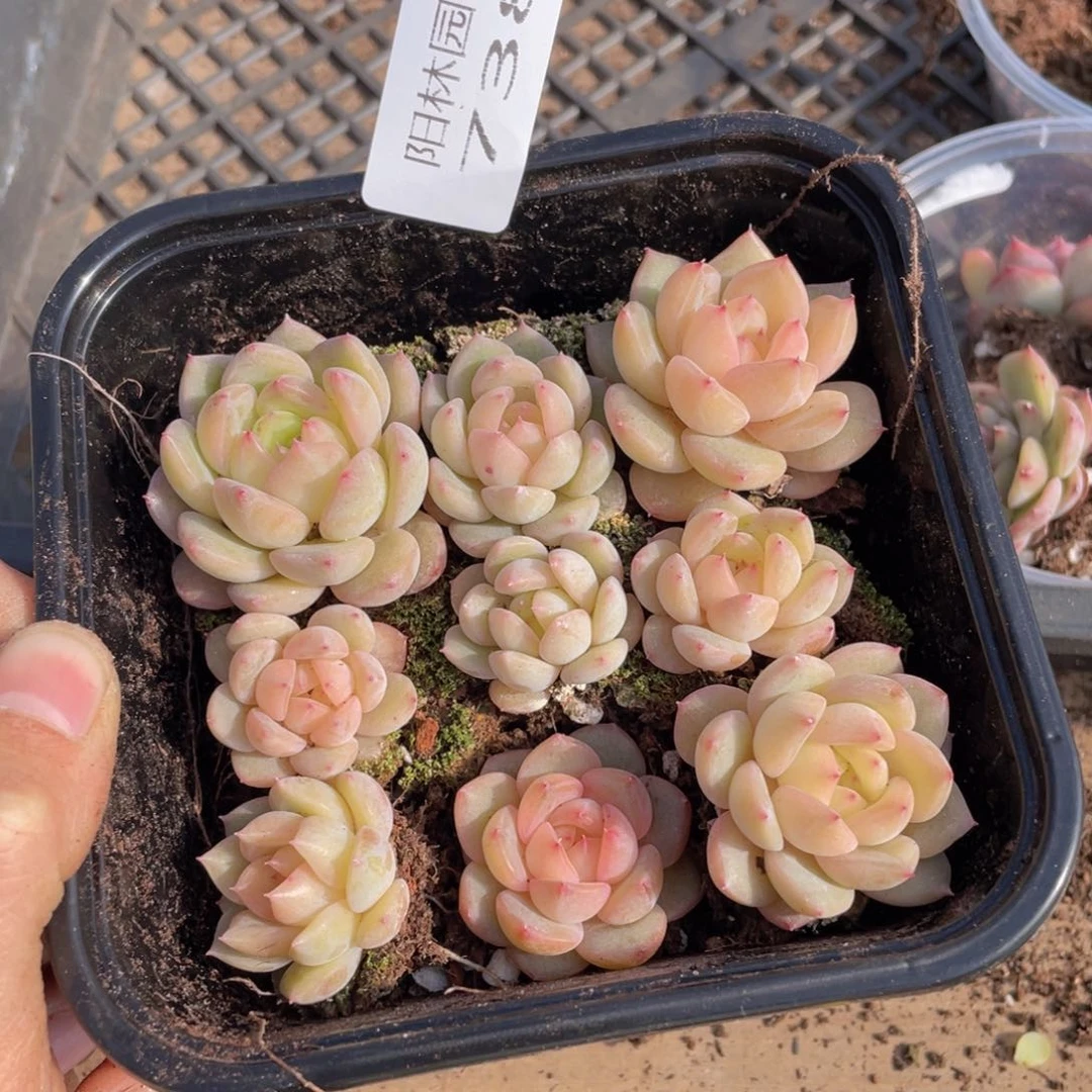 多肉植物多肉植物738