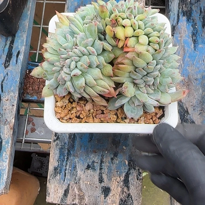 润***青蛙王子儿童牙膏套装11