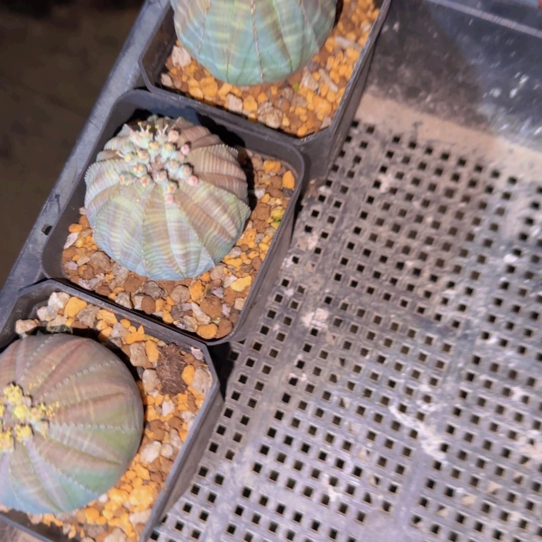 块根植物块根植物