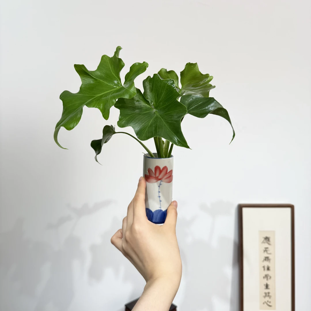 植蕨水培春雨室内好养加赠竖筒荷花小瓶