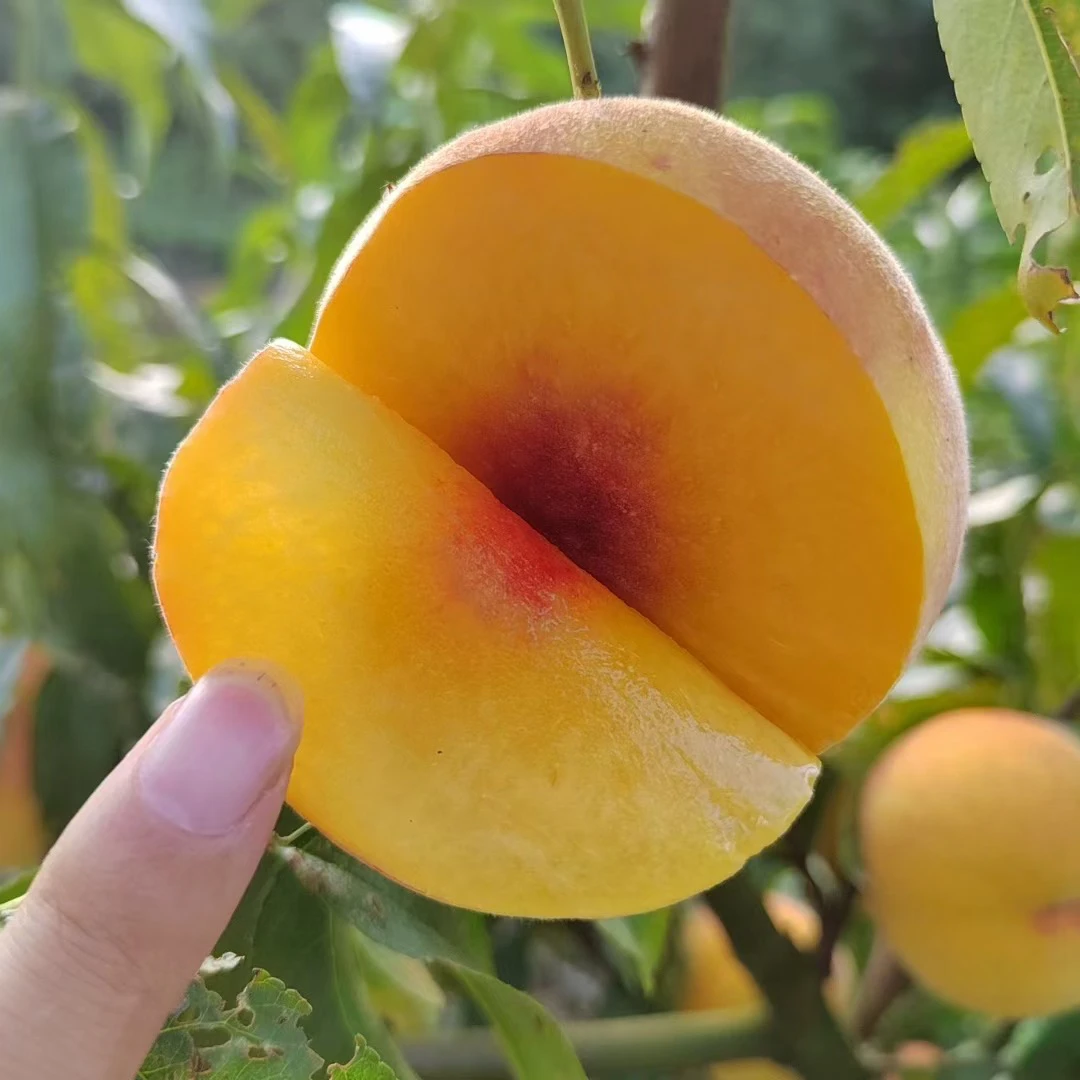 (京东快递)公安本地锦绣黄桃 露天生长，光照充足(推荐9斤)