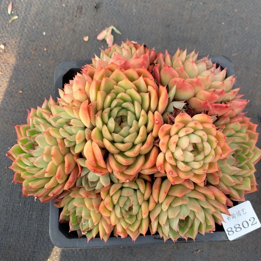 8802杂交多肉老桩