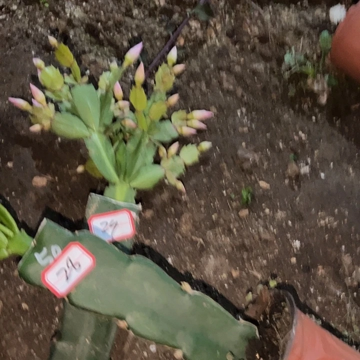 感***Q，28号050.29号060