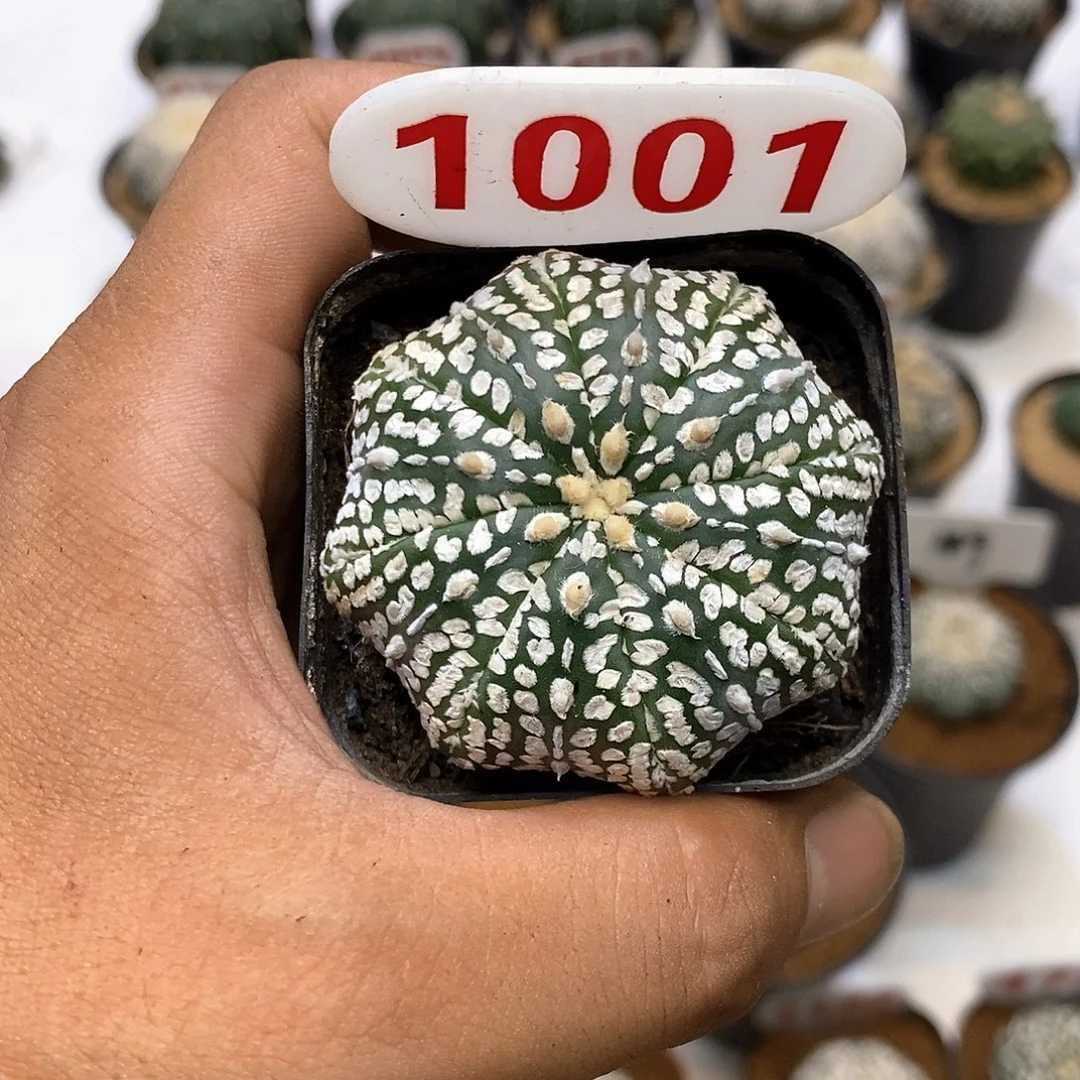 1001福利特价来了哦
