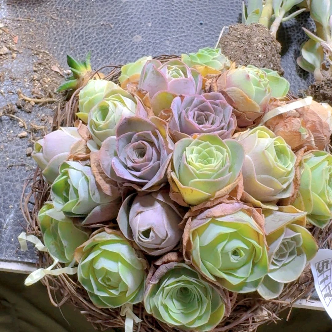 517山地玫瑰一套带鸟窝发货