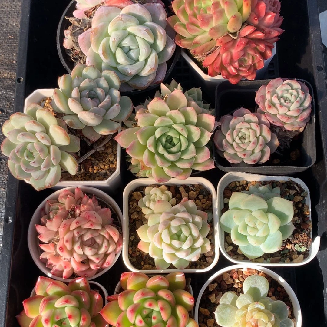 1220-23 套餐一组