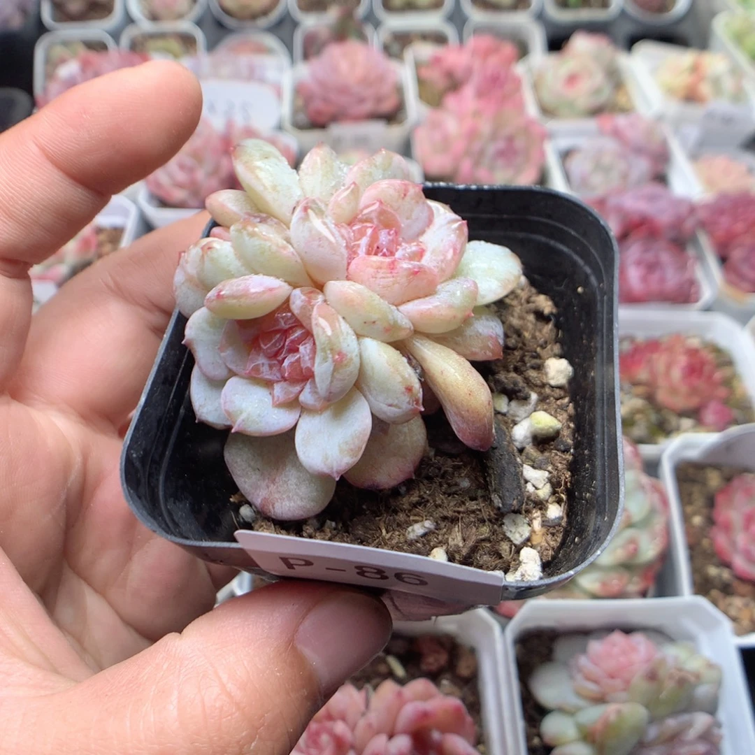 无花朵P86英语英语