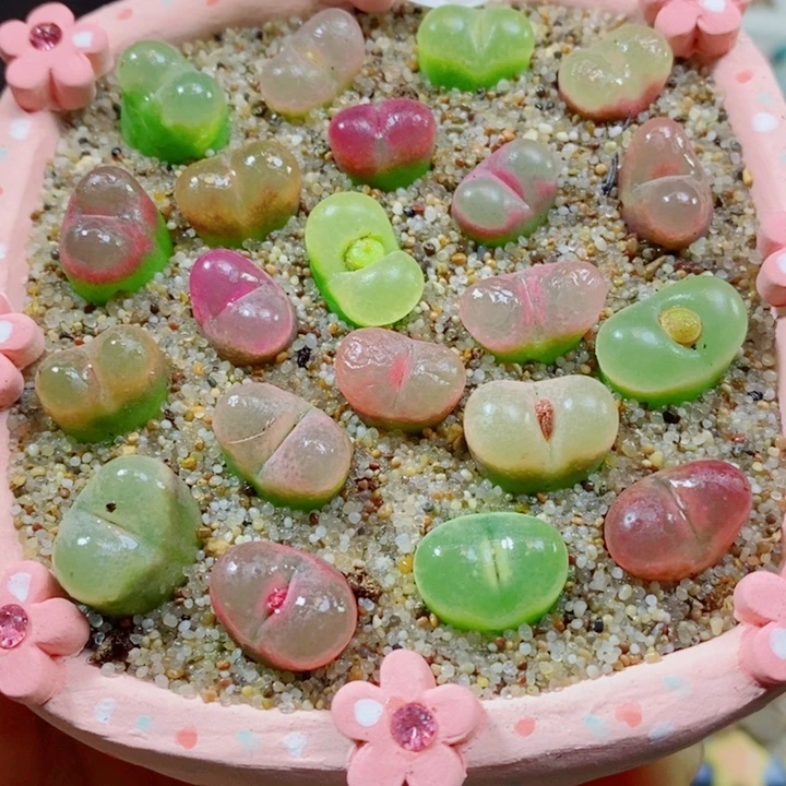 生石花花花花花花花925