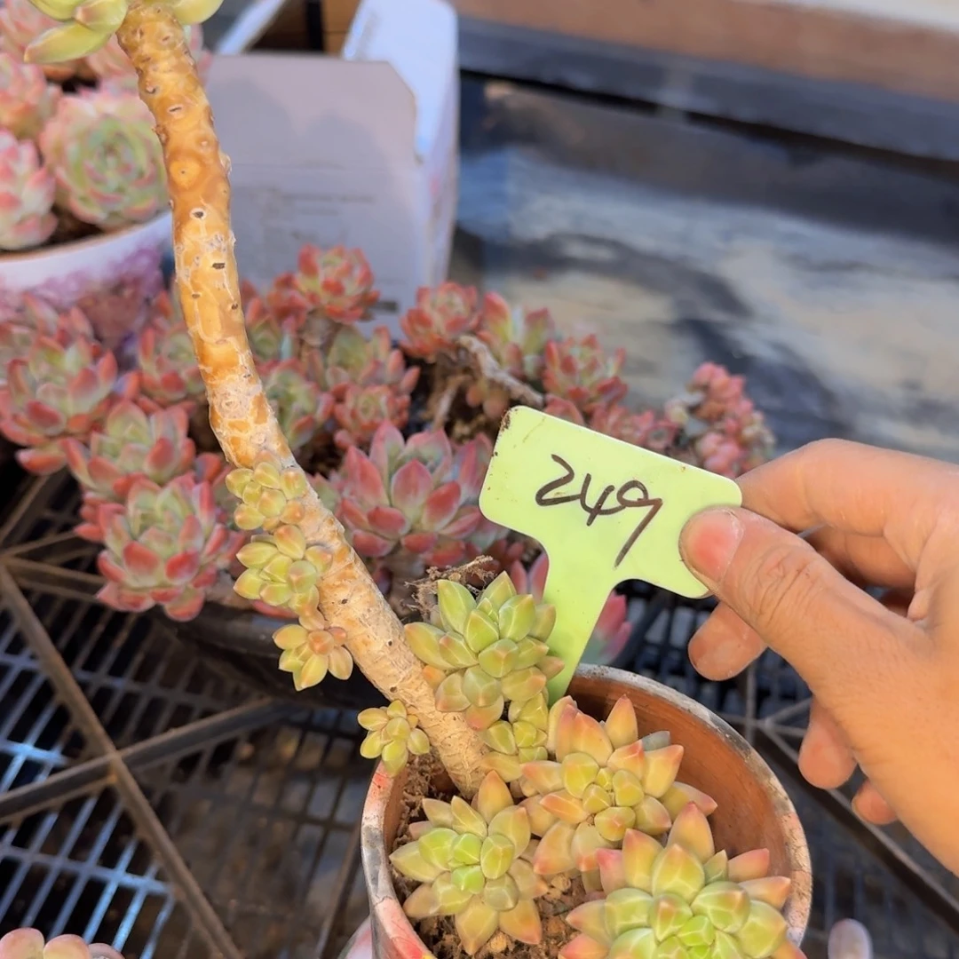 多肉植物的生长发育与