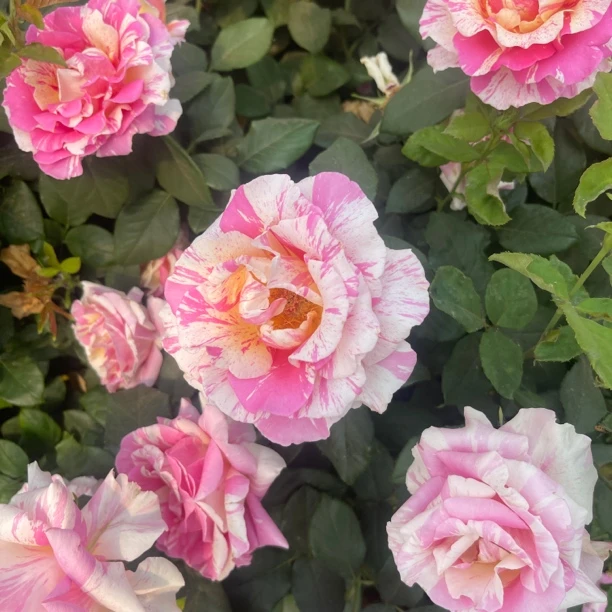 莫奈大花月季丰花