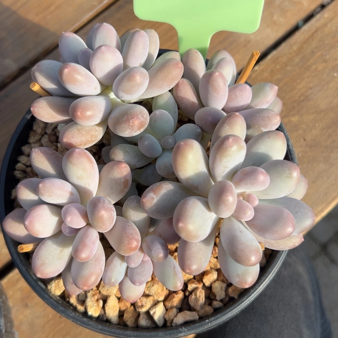 七彩美人11111111111111