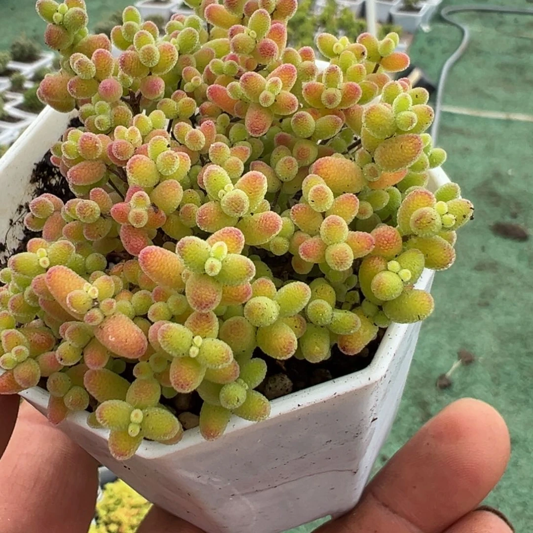 蜜橘随便挑选一个带盆带土发