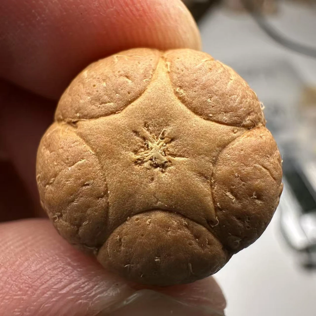 尼泊尔五星菩提，尺寸19，sss系列，货号82