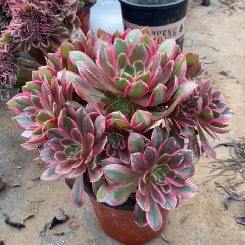 浣纱多肉植物012