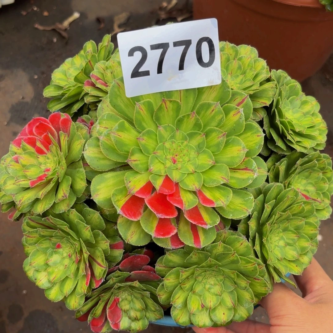 2770多肉植物知否